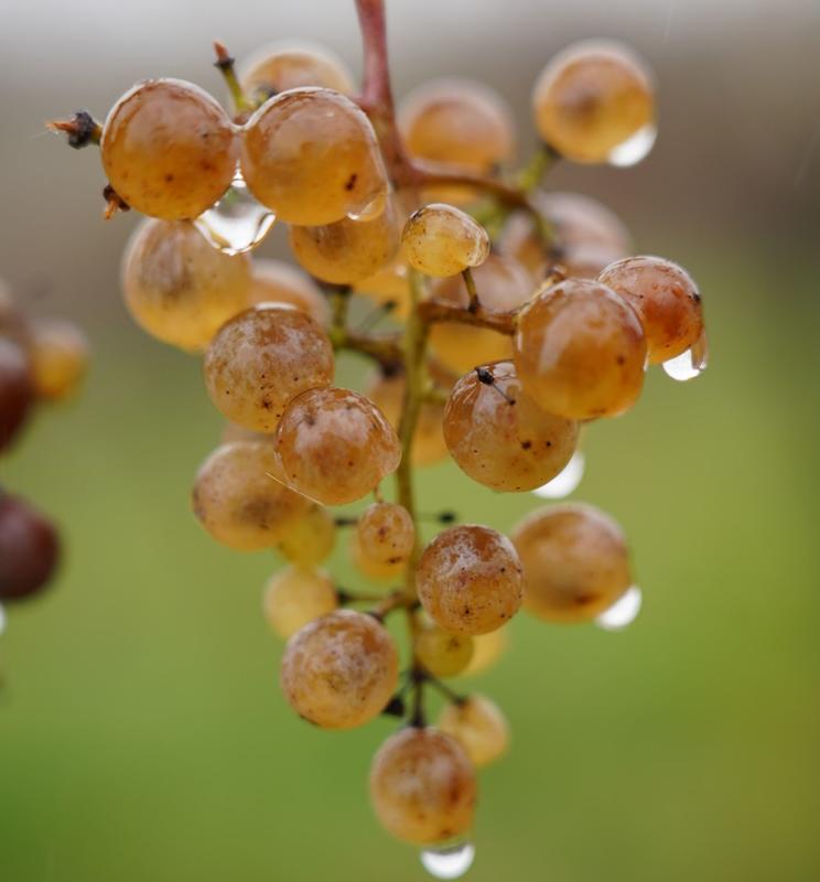Vendanges de l’hivernal, au Château de Crouseilles