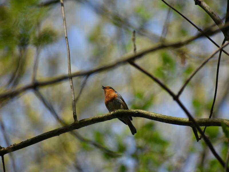 Découvrir les Chants d'Oiseaux