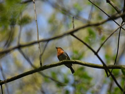 Découvrir les Chants d'Oiseaux