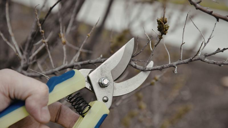 Invitation à la taille des fruitiers