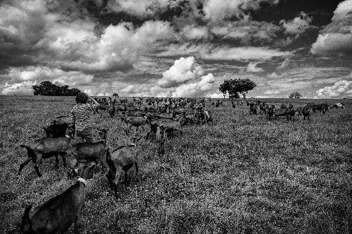 [Exposition] le Chavignol : un demi-siècle d'excellence