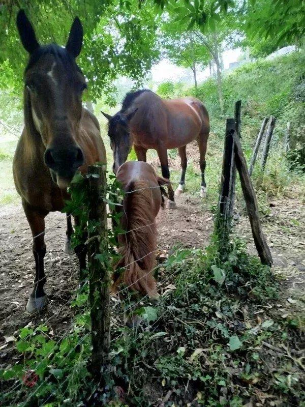 Propriété - 187 m² - 7 pièces