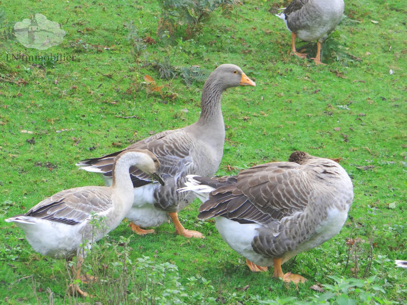 Maison - 239 m² - 16 pièces