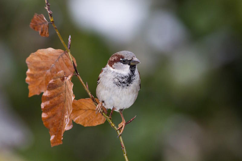 Initiation Grand comptage des oiseaux de jardin