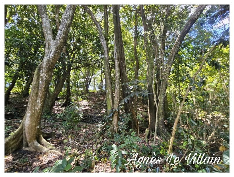 Terrain constructible - 3 123 m²