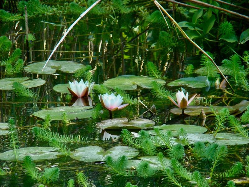 Mas - 175 m² - 7 pièces