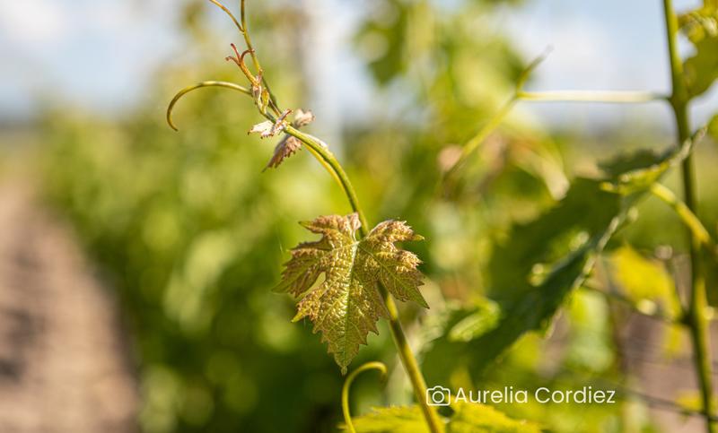 La Guinguette de la Chopinière - Rando Grillades
