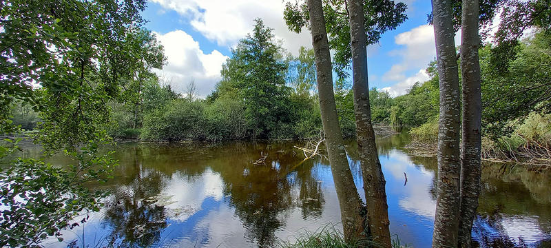 Sortie nature à Laon : "Faune et flore au Domaine de la Solitude"