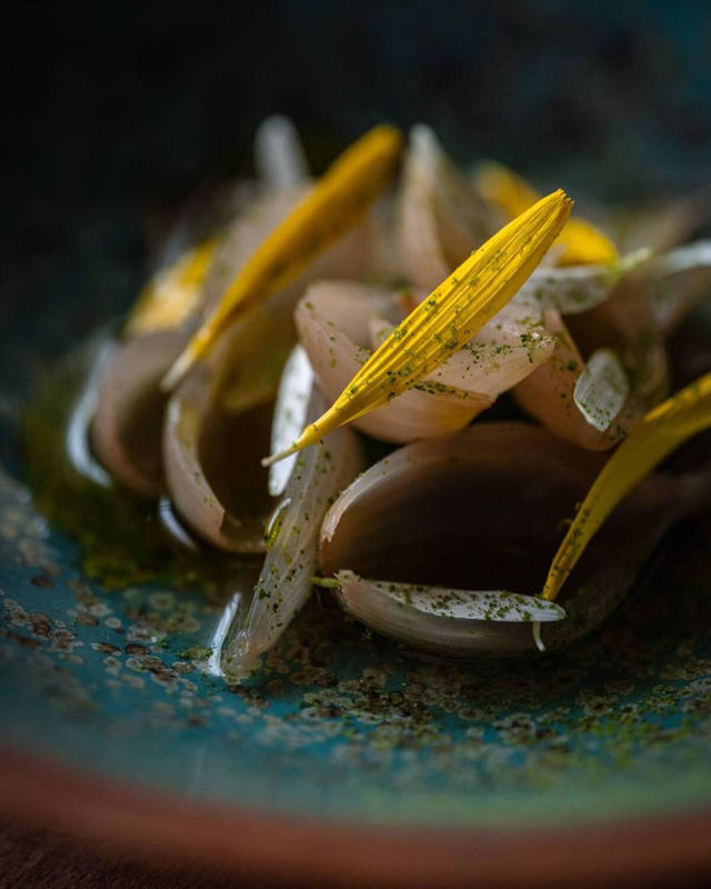 Sortie - Cueillette sauvage