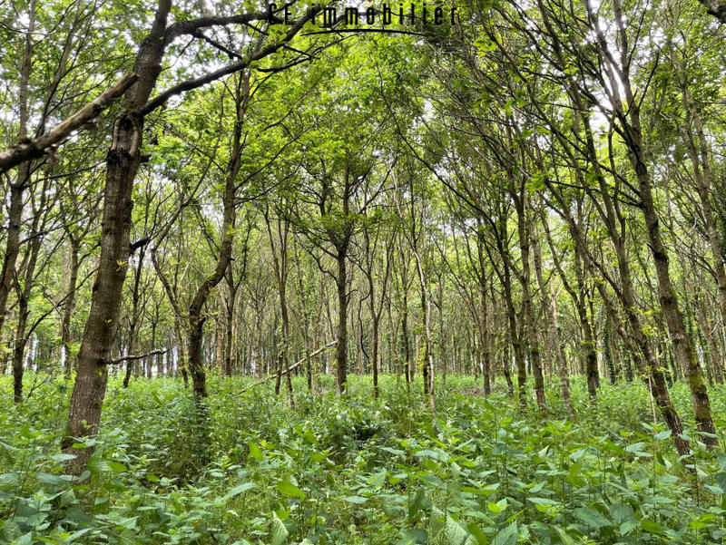 Maison - 28 m² - 2 pièces