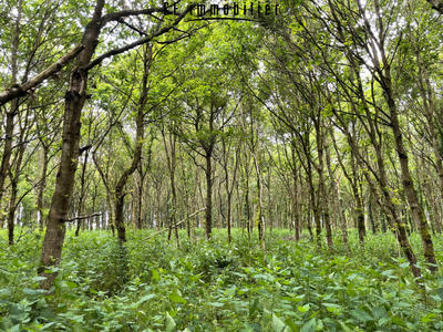 Maison - 28 m² - 2 pièces