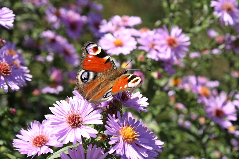 Exposition photos : Insectes et Papillons par Jean-Luc Laumonier