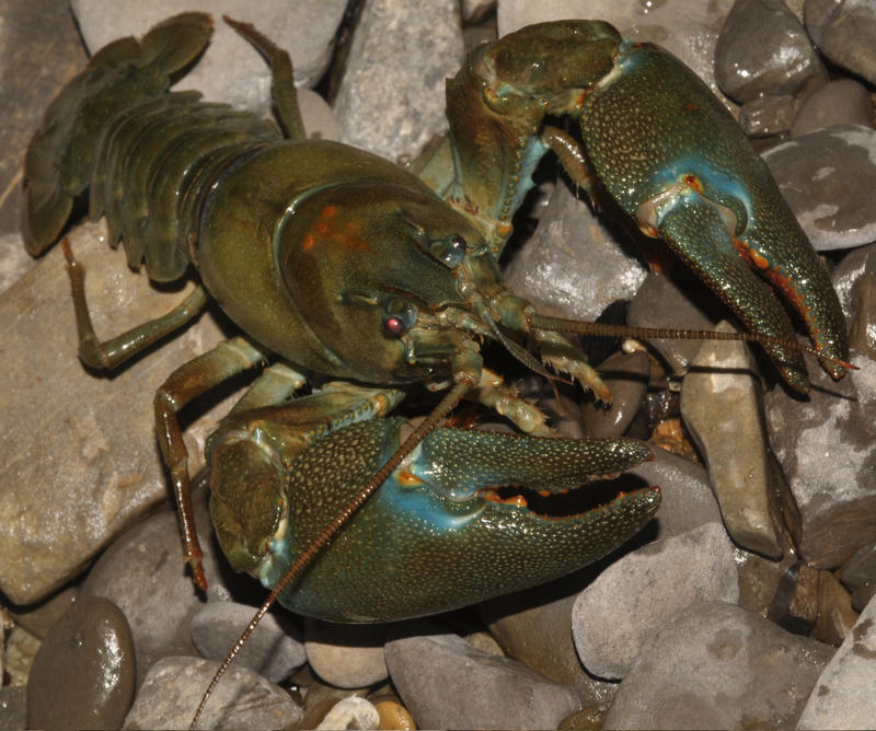 Les Sorties Nature : Pêche de l'Écrevisse