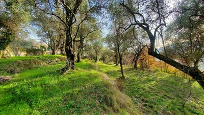 Terrain constructible - 2 800 m²