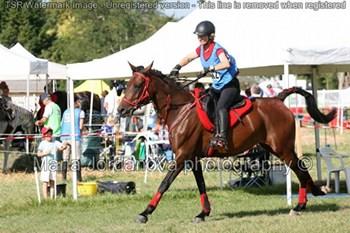 Elevage de chevaux pur-sang arabe