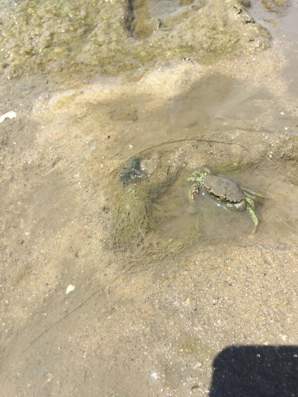 Chouette ! la mer est basse !