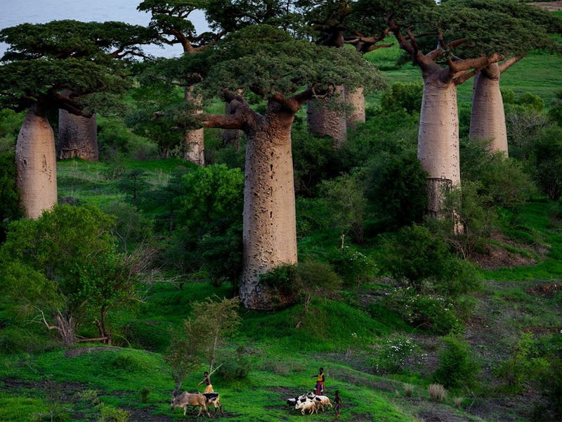 Baobabs - Photos de Pascal Maitre