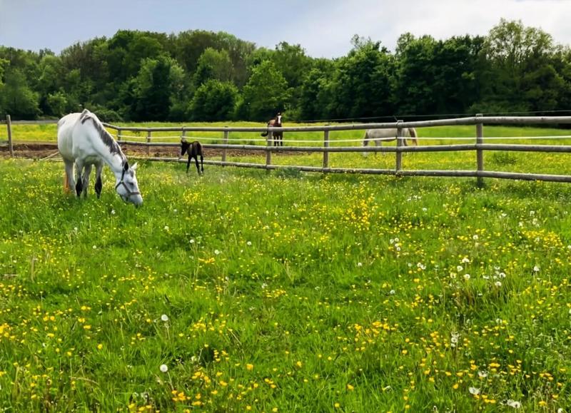 Maison de domaine équestre - 220 m² - 8 pièces