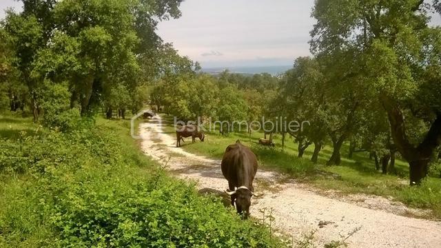 Terrain agricole - 56 090 m²