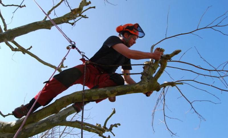 Delorme Elagage (Roger)