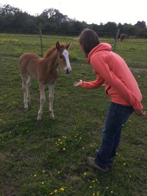 Regards Pluriels Equicoaching