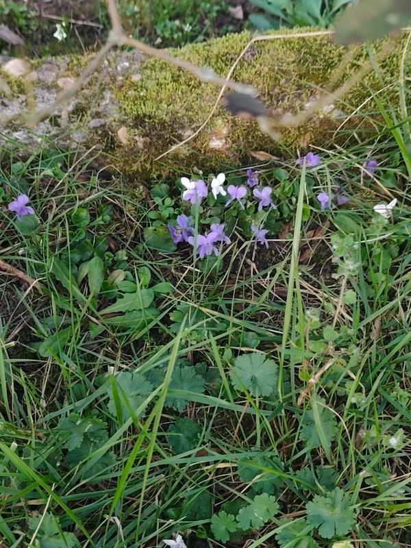 Maison - 83 m² - 5 pièces