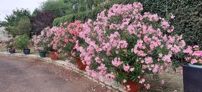 Maison - 214 m² - 9 pièces