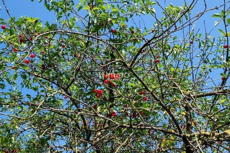 Terrain de loisirs - 2 550 m²