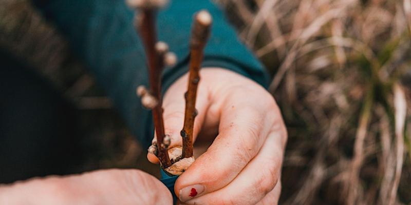 Cité des paysages - Greffe des arbres fruitiers