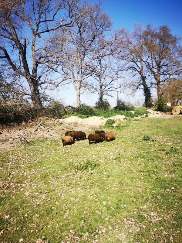 Maison traditionnelle - 164 m² - 6 pièces