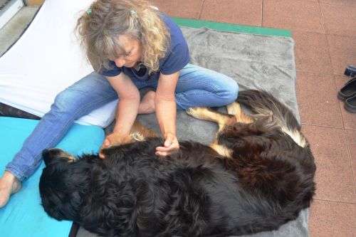 du Temps pour mon Chien