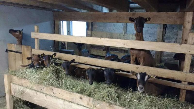 Visite et traite des chèvres à la ferme du Londenbach