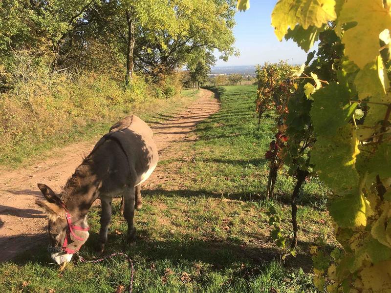 Activité : randonnée avec les ânes