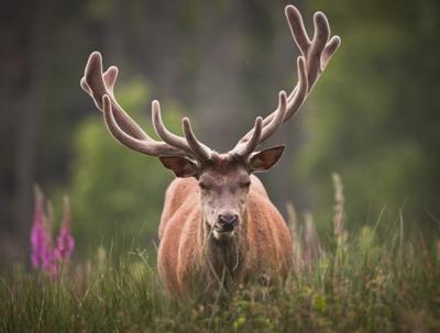 Manoir - 1 500 m² - 20 pièces