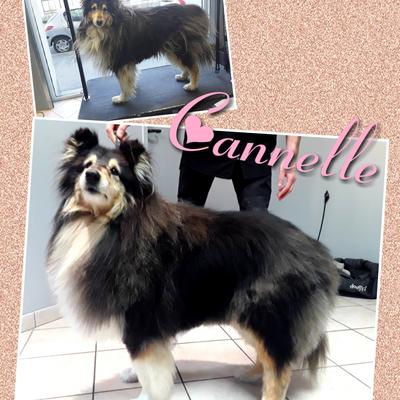 Diamond's Toilettage