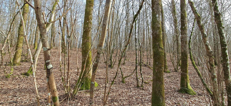 Terrain de loisirs - 1 477 m²