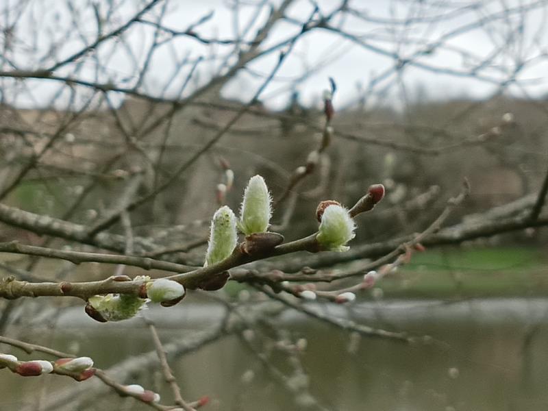 Formation à la Gemmotherapie ou Médecine des bourgeons