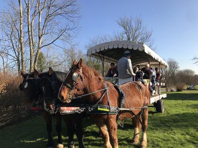 Les marais au rythme des chevaux
