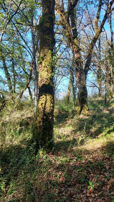 Terrain constructible - 1 255 m²