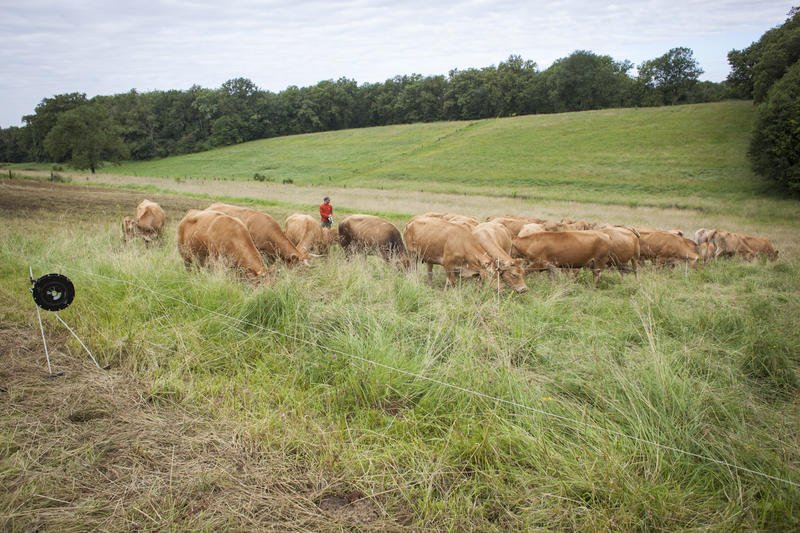 Plantes et Cie : pastoralisme et protohistoire
