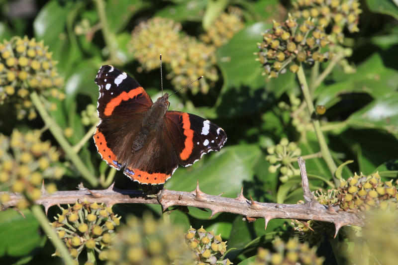 Sur les traces de Dame Nature
