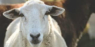 Veillée de Noël des Bergers