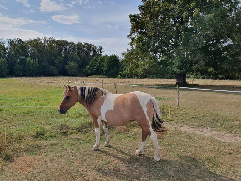 Corps de ferme - 240 m² - 11 pièces