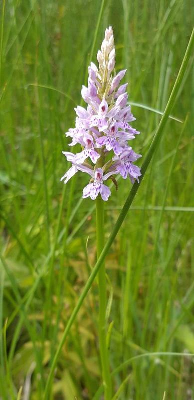 Reconnaître et recenser les orchidées