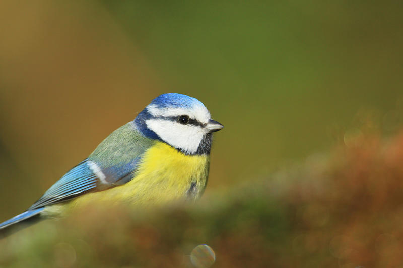 Réserve Naturelle Nationale de la Baie de Canche - des virtuoses qui nous mettent de bonne humeur