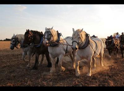 Les nuits de la lecture : Projection Trait de vie