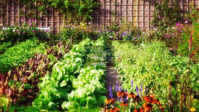 Terrain de loisirs - 217 m²