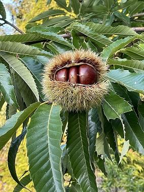 4ème Rando de la châtaigne : la via de las chastenhas