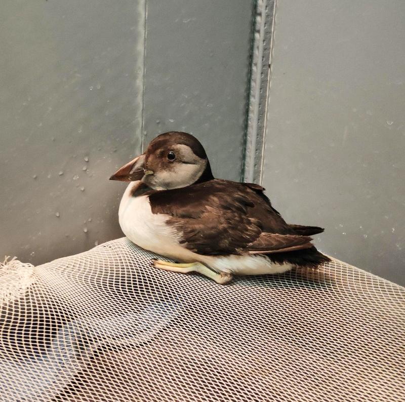 Comment aider la faune sauvage en détresse avec la Lpo ?