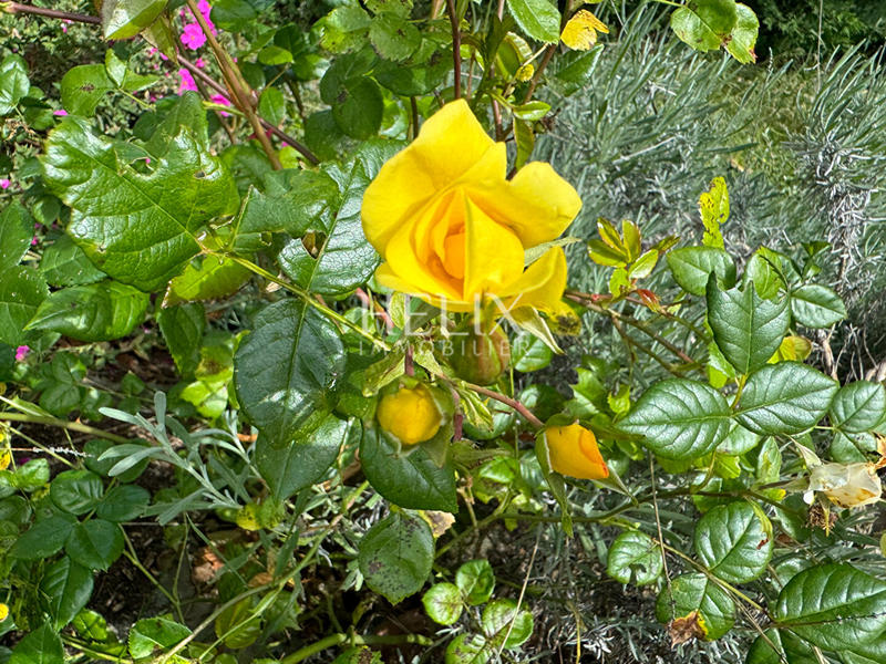 Appartement - 111 m² - 5 pièces